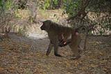 Ethiopia - Mago National Park - Baboons - 05